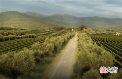 葡萄酒招商加盟的利润有多大 葡萄酒代理加盟的利润有多大