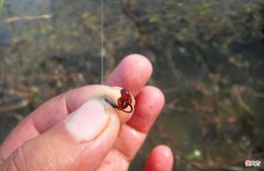 快速诱鱼进窝的4种方法 野钓如何诱鱼进窝