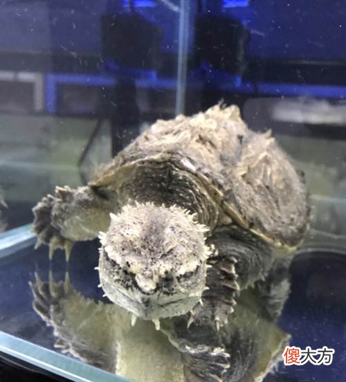 北美小鳄龟和北美大鳄龟有什么区别 北美小鳄龟和大鳄龟的区别