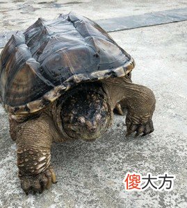 北美小鳄龟和北美大鳄龟有什么区别 北美小鳄龟和大鳄龟的区别