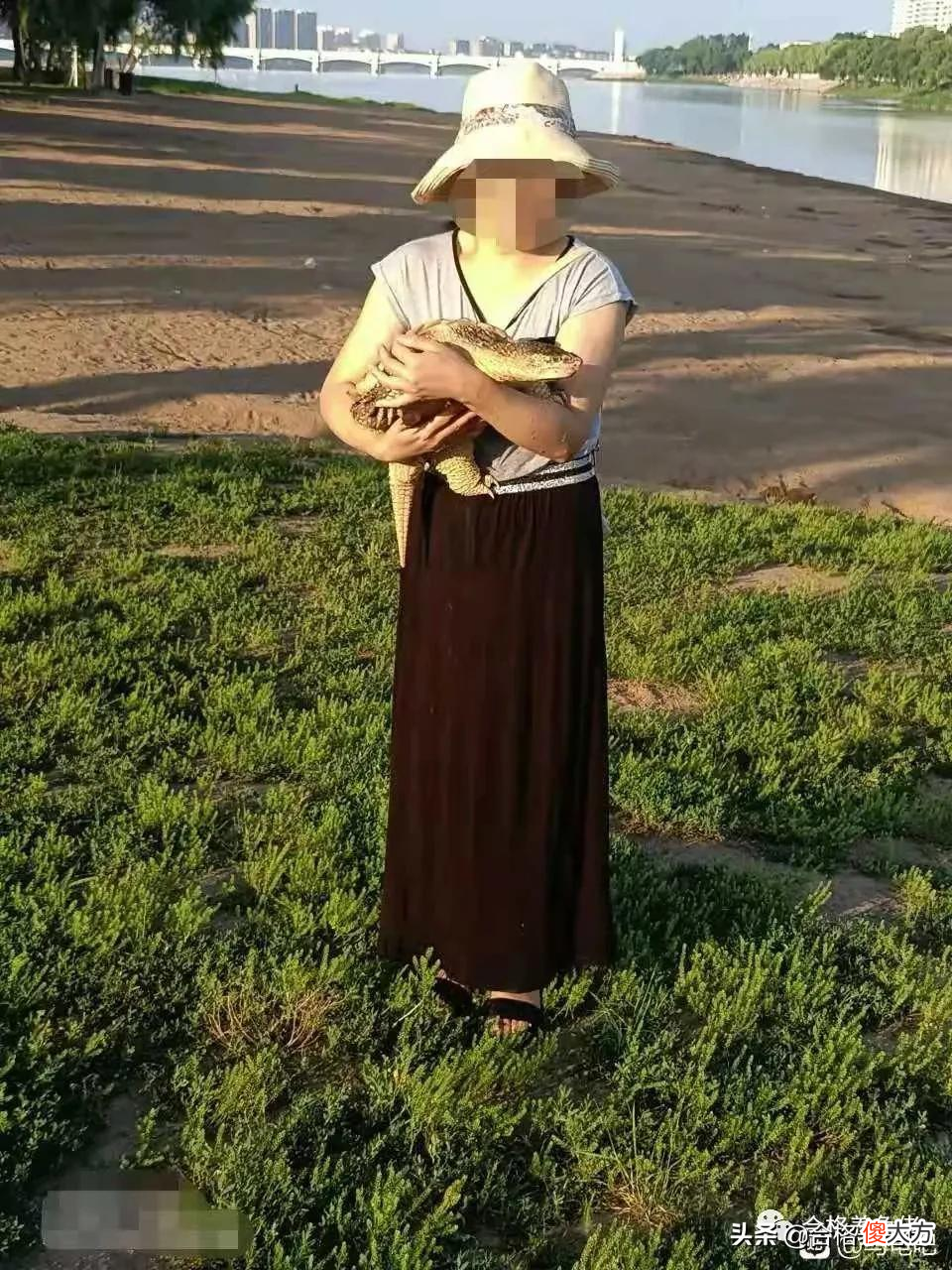 打破你对鳄龟的固有认知