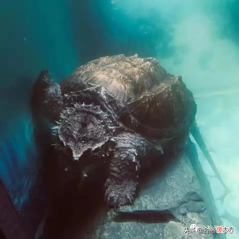 打破你对鳄龟的固有认知