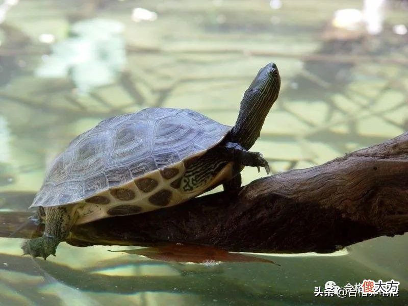 打破你对鳄龟的固有认知