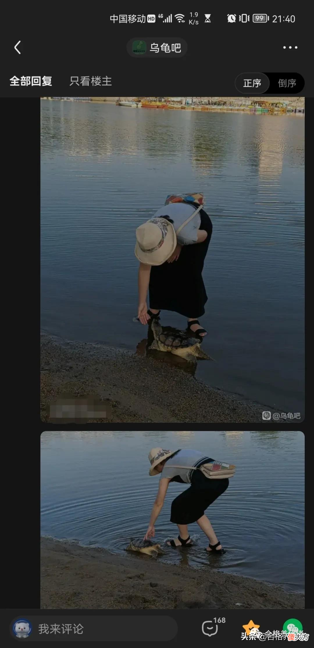 打破你对鳄龟的固有认知
