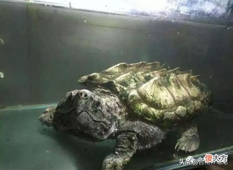 打破你对鳄龟的固有认知