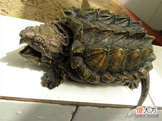 鳄龟的种类区分 如何区分鳄龟的种类