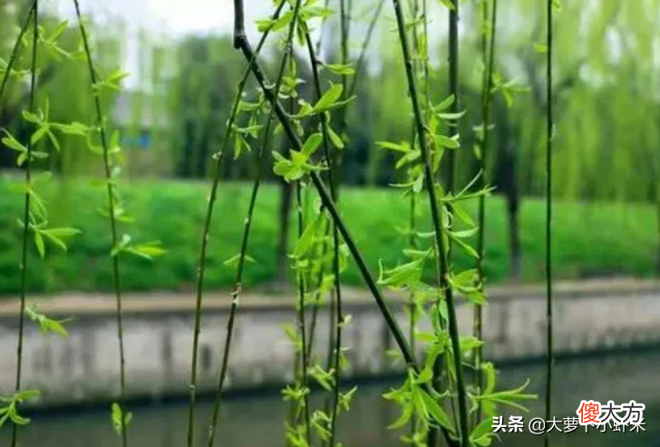 柳树树叶也能吃 柳树的叶能吃吗