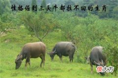 1985年属牛女性2021年运势 85年36岁属牛人2021年每月运势(图文)