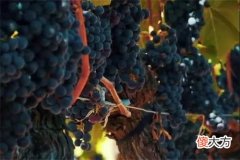 加盟红酒专卖店怎么样 加盟红酒专卖店需要了解什么