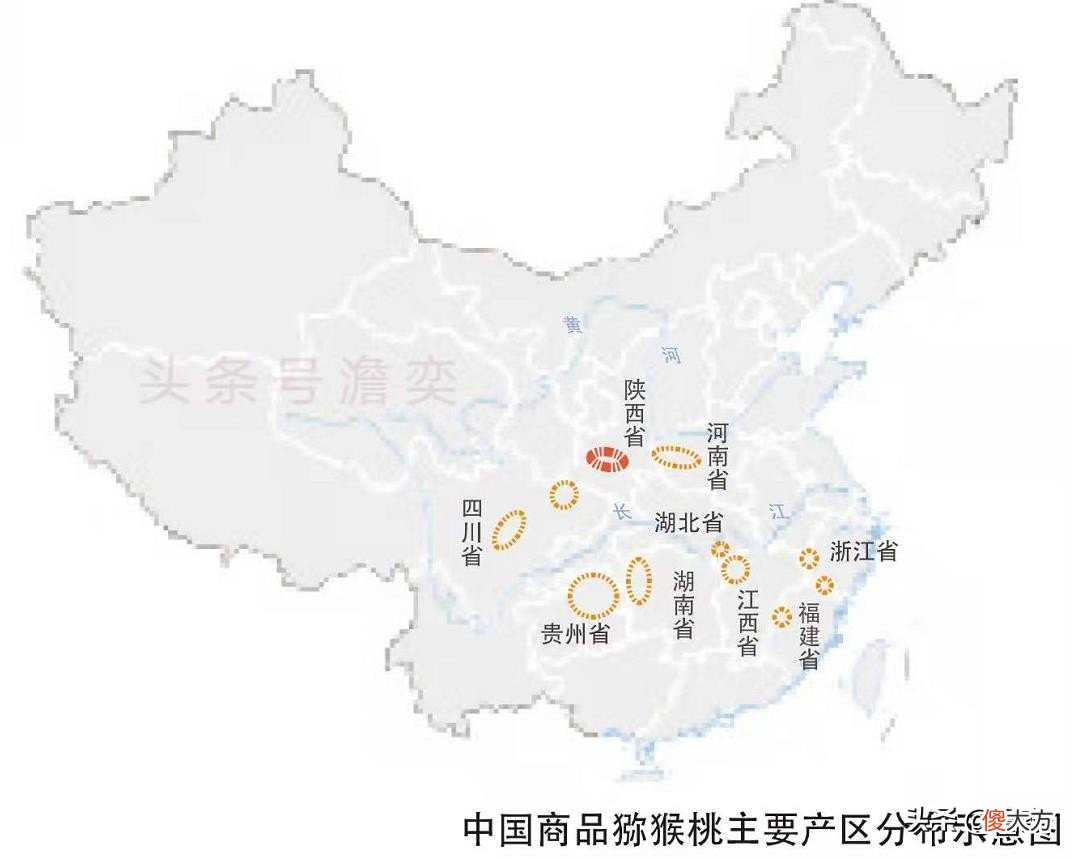 在故乡被冷待的猕猴桃，被新西兰人包装成高大上的奇异果