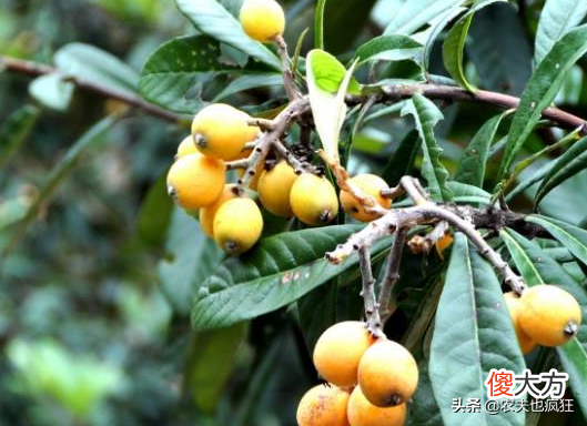 南方的农村为何喜欢在院子里种枇杷树 农村院子里可以种枇杷树吗