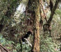 大雪山上的古茶树 大雪山野生古茶树