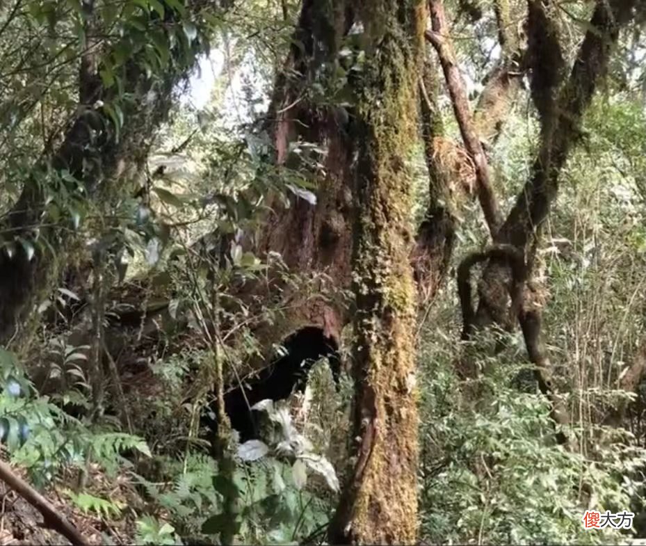 大雪山上的古茶树 大雪山野生古茶树