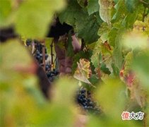 葡萄酒的储存方法和时间 葡萄酒的正确制作方法可以存放多久