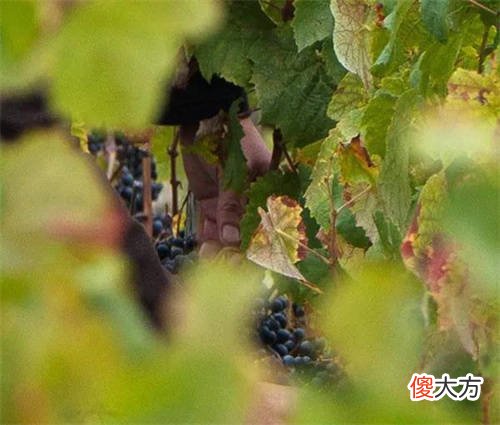 葡萄酒的储存方法和时间 葡萄酒的正确制作方法可以存放多久
