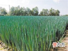 斑潜蝇和蓟马同时危害大葱 蓟马和斑潜蝇的区别