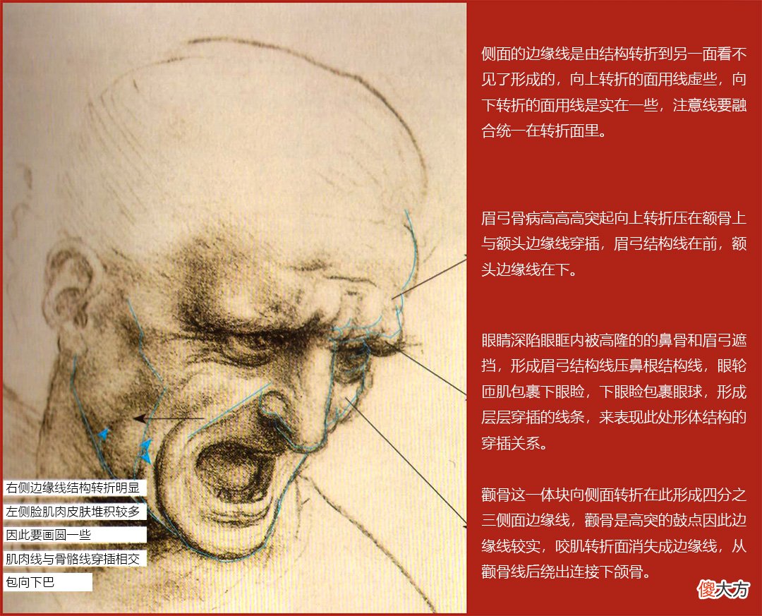 正确认识头部骨点和肌肉位置名称 头部骨点有哪些