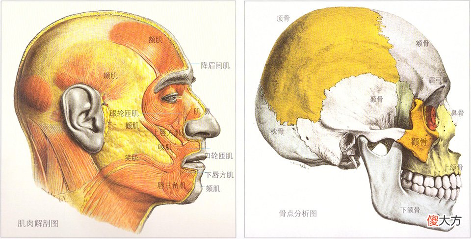 正确认识头部骨点和肌肉位置名称 头部骨点有哪些