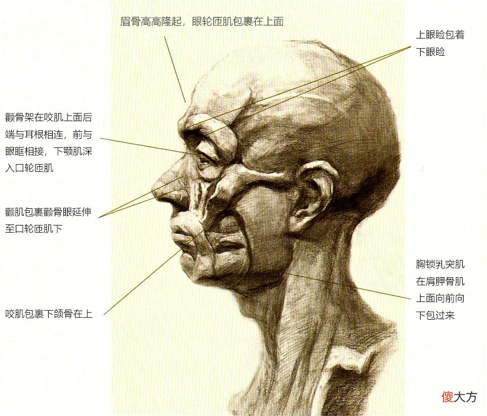正确认识头部骨点和肌肉位置名称 头部骨点有哪些