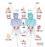 其实是被激素支配的一生 受激素支配的人生
