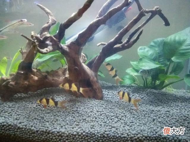 就是三间鼠鱼 大三间鼠鱼和小三间鼠