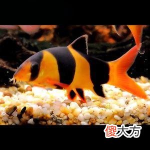 就是三间鼠鱼 大三间鼠鱼和小三间鼠