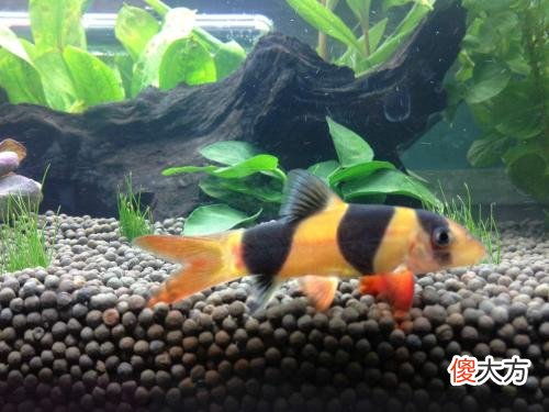 工具鱼真的会吃鱼便吗 工具鱼吃粪便吗