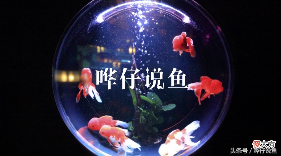 有多少人吃过虎皮鱼的亏 虎皮鱼吃多了
