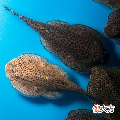 工具鱼为什么和小狗一样吃粪便 吃鱼粪的工具鱼