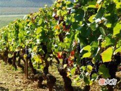 江门红酒代理招商 进口红酒加盟招商