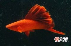 一米的鱼缸有哪些颜色鲜艳的小型鱼可以养 一米的鱼缸适合养什么鱼