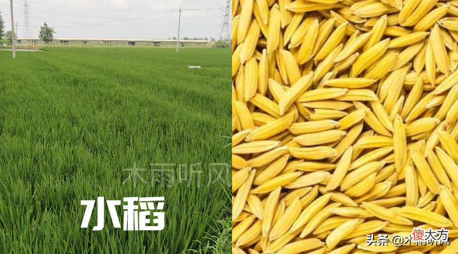 什么水稻品种产量高 哪个水稻品种产量高