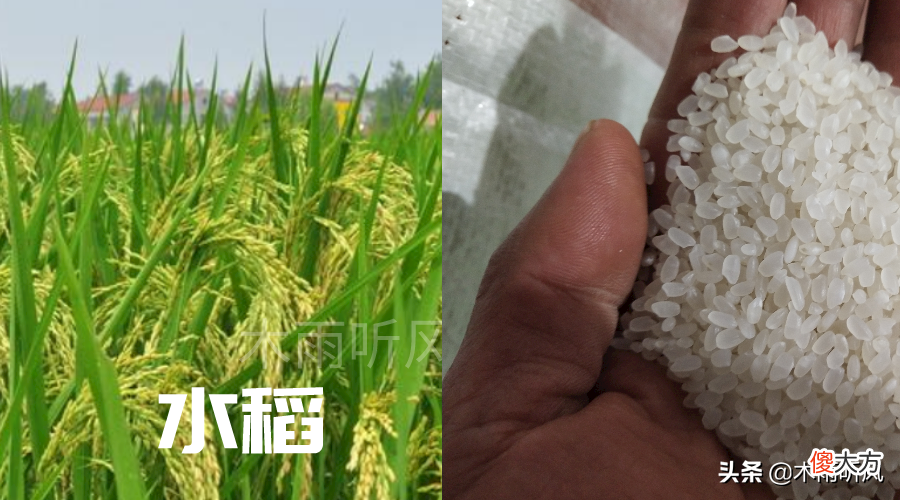 什么水稻品种产量高 哪个水稻品种产量高