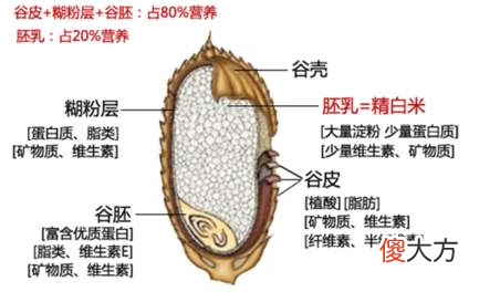 从一粒大米的营养成分说起 大米所含的营养物质