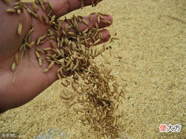 怎么样分辨小麦和水稻 如何区分小麦和水稻