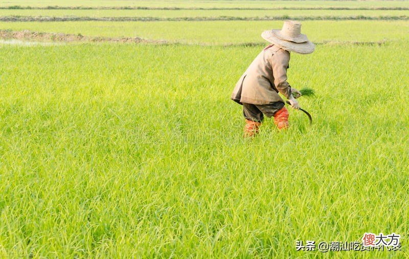 我们吃的不是杂交水稻 我们吃的不是杂交水稻吗