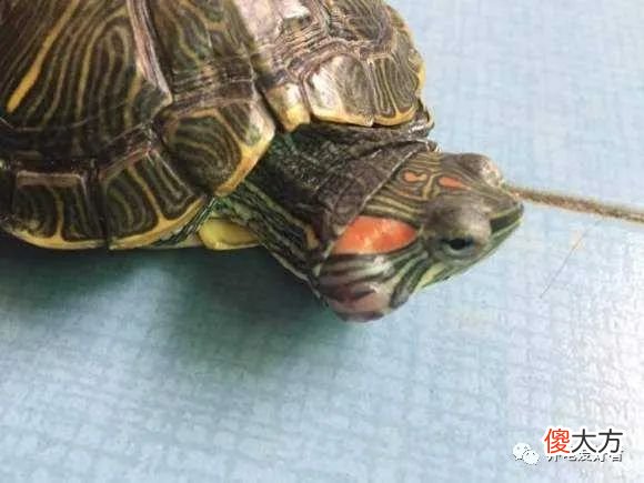 乌龟得了中耳炎怎么办 小乌龟得了中耳炎怎么办