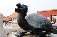 乌龟的寿命其实并不长 乌龟的寿命是不是很长