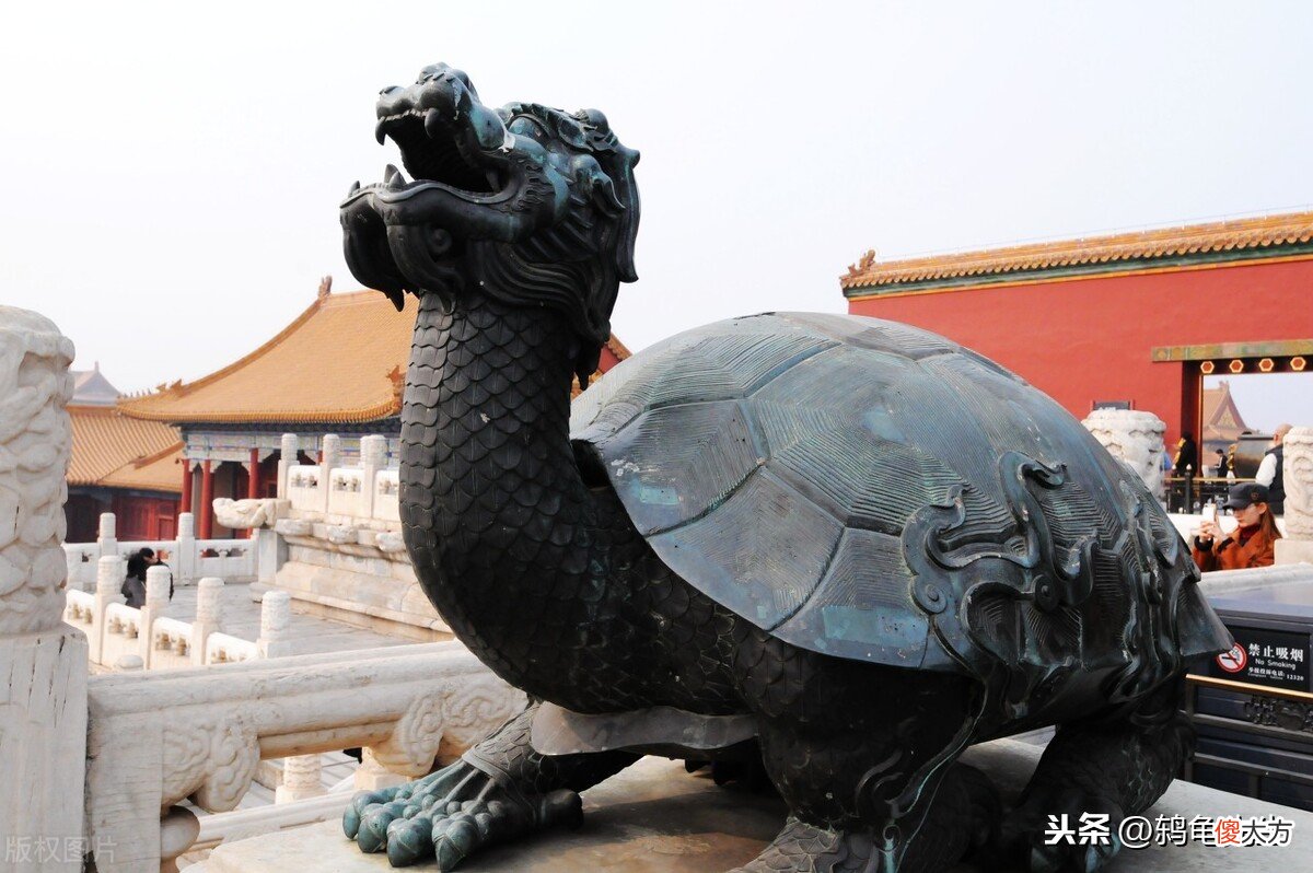 乌龟的寿命其实并不长 乌龟的寿命是不是很长