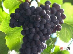 葡萄酒产业基金 葡萄酒基金