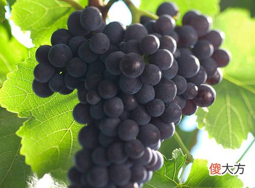 葡萄酒产业基金 葡萄酒基金