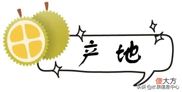 亲测时下热门的三款榴莲：金枕，托曼尼，猫山王