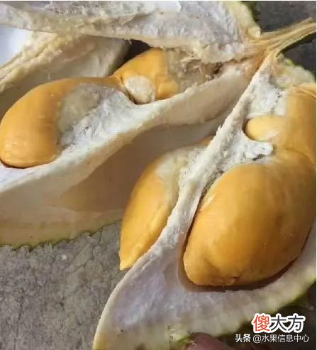 亲测时下热门的三款榴莲：金枕，托曼尼，猫山王