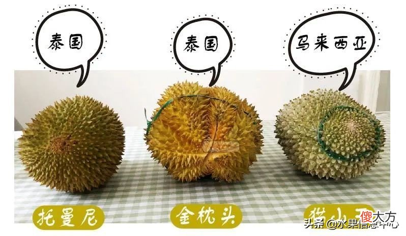 亲测时下热门的三款榴莲：金枕，托曼尼，猫山王