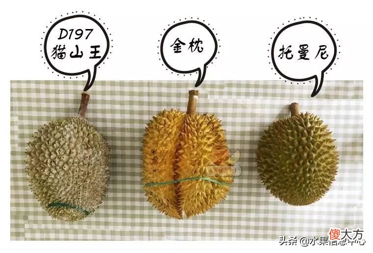 亲测时下热门的三款榴莲：金枕，托曼尼，猫山王