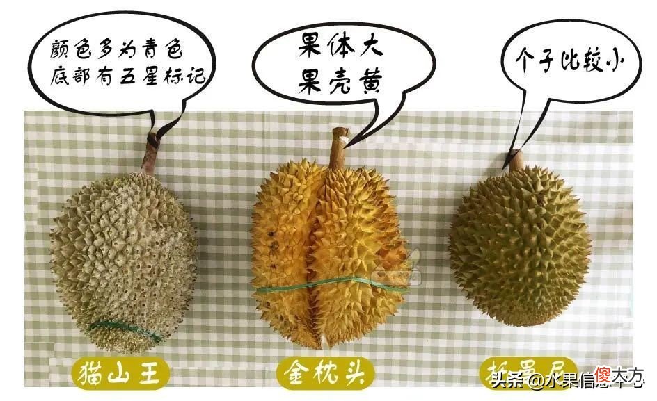 亲测时下热门的三款榴莲：金枕，托曼尼，猫山王