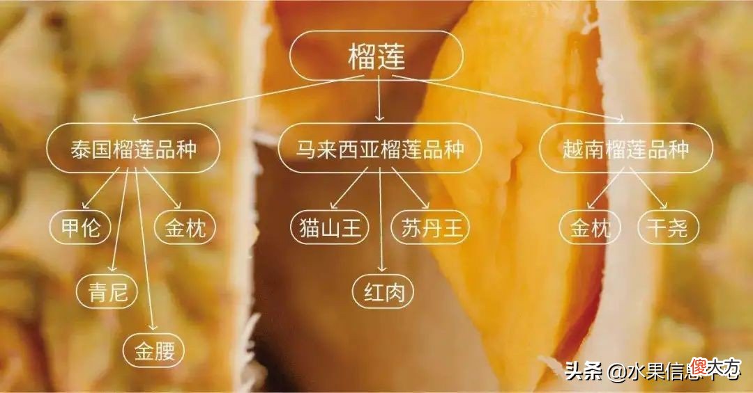 亲测时下热门的三款榴莲：金枕，托曼尼，猫山王