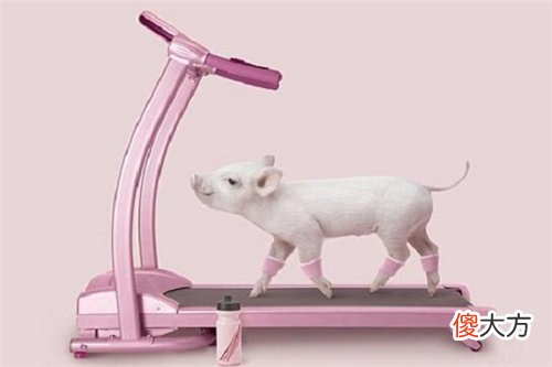 属猪的今年多大2021年 生肖猪今年多大岁数2021(图文)