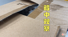 花600块买了只银渐层 600元买的银渐层