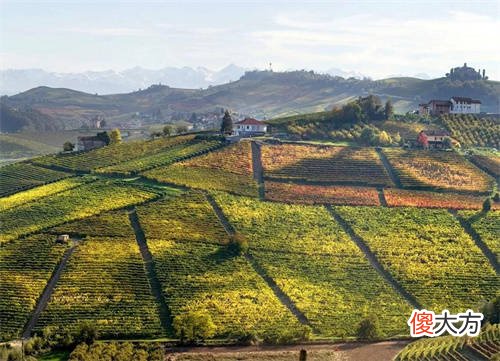 杜萨酒庄红葡萄酒2014年份 杜萨酒庄红葡萄酒dauzac